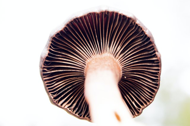 Best Nootropic Mushrooms - DrinkVyu