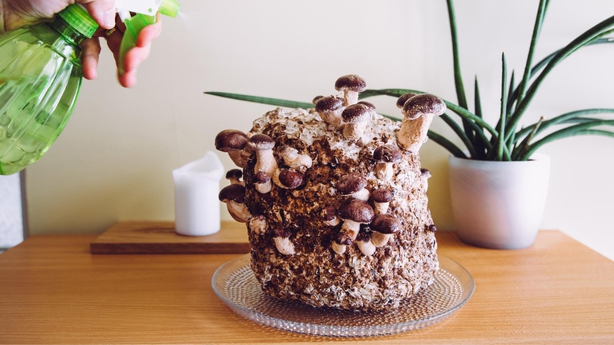 Easiest Mushrooms to Grow - DrinkVyu