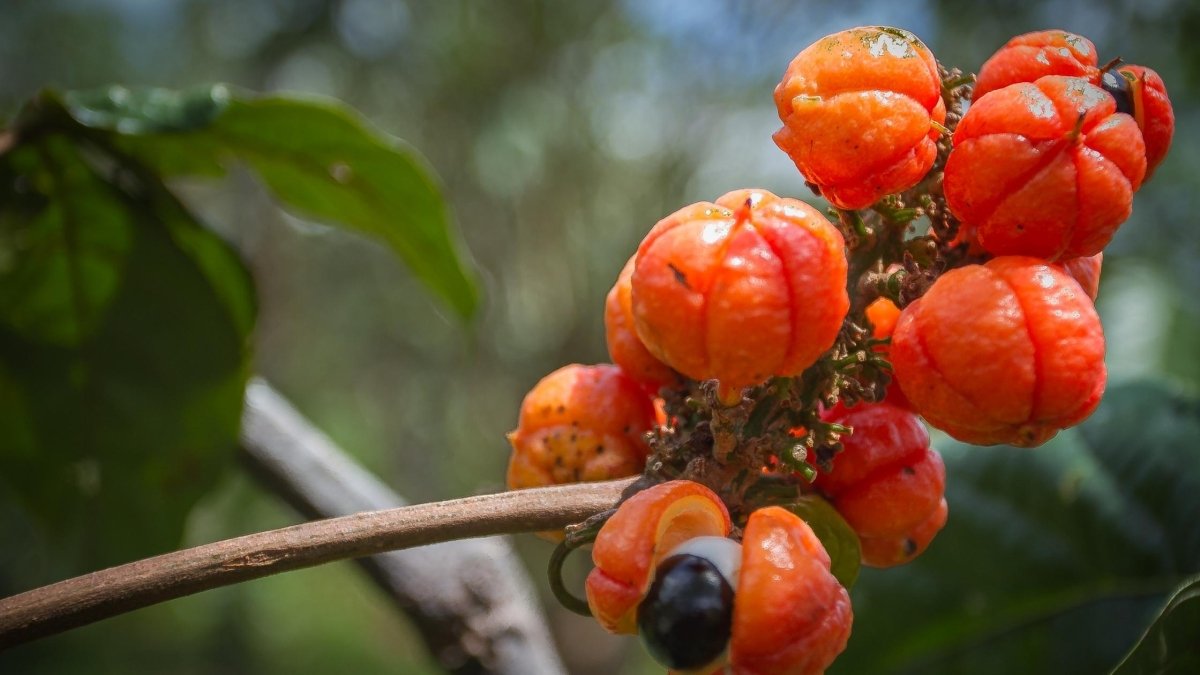 Guarana for Weight Loss - DrinkVyu
