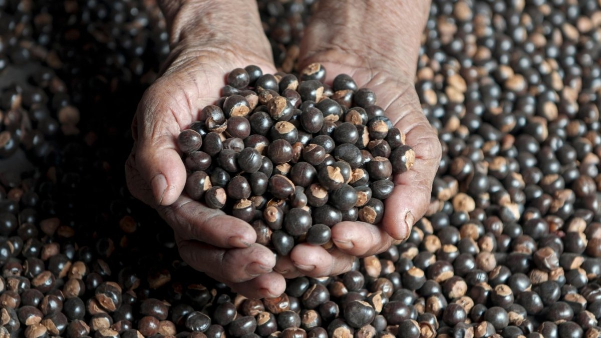 Guarana vs. Caffeine - DrinkVyu