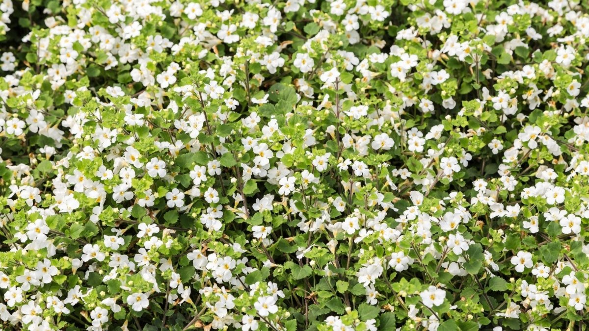 How to Eat Bacopa Monnieri - DrinkVyu