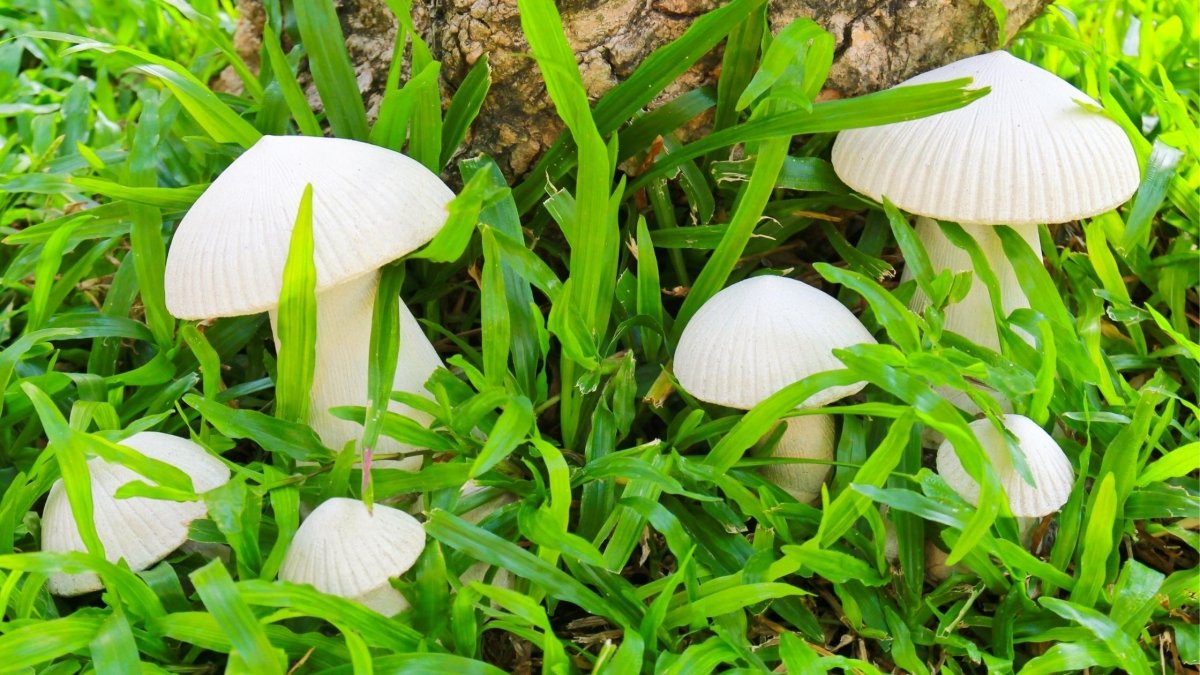 Is a Mushroom a Producer? - DrinkVyu