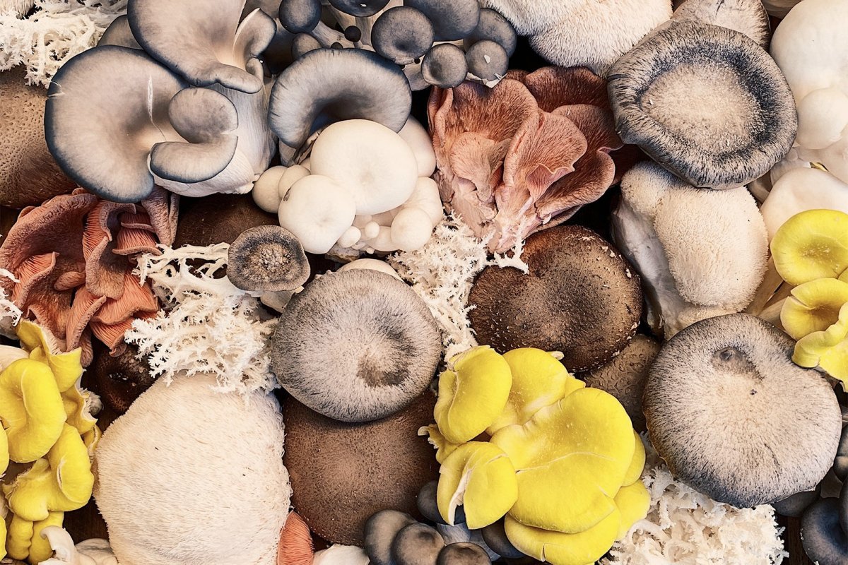 Is a Mushroom Abiotic or Biotic? - DrinkVyu