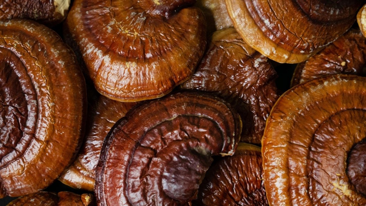 Is Reishi Safe for Toddlers? - DrinkVyu