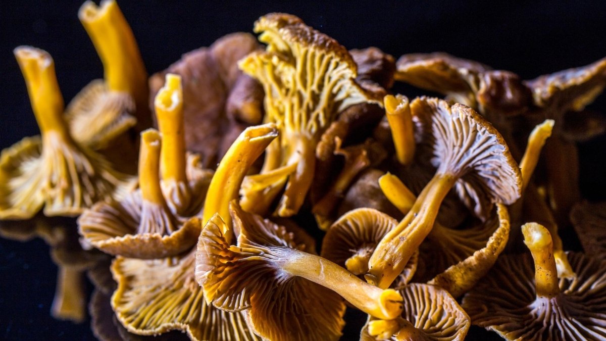 Mushrooms with Highest Antioxidants - DrinkVyu