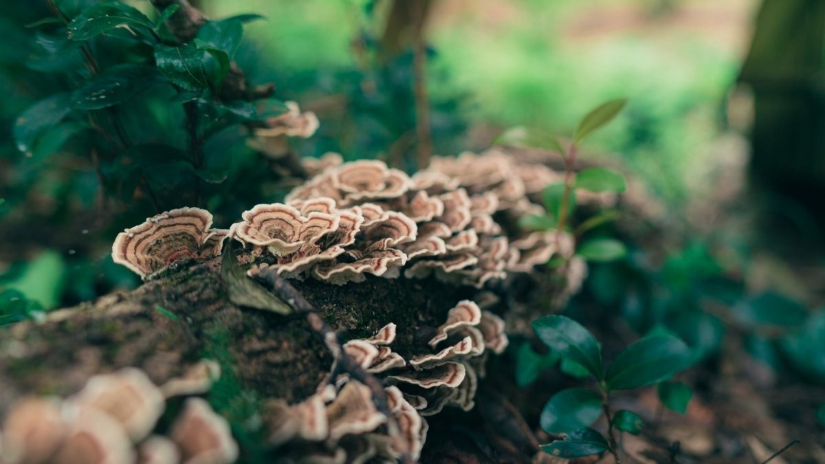 Turkey Tail Mushroom Dosage Guide - DrinkVyu