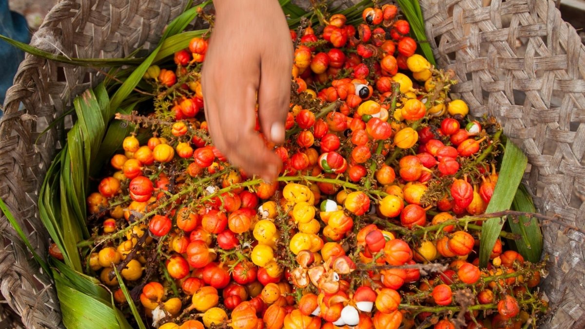 What is Guarana? - DrinkVyu