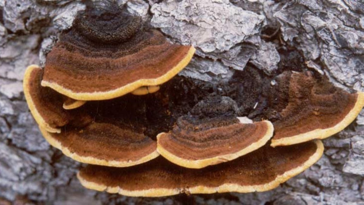 What is Mesima Mushroom? - DrinkVyu