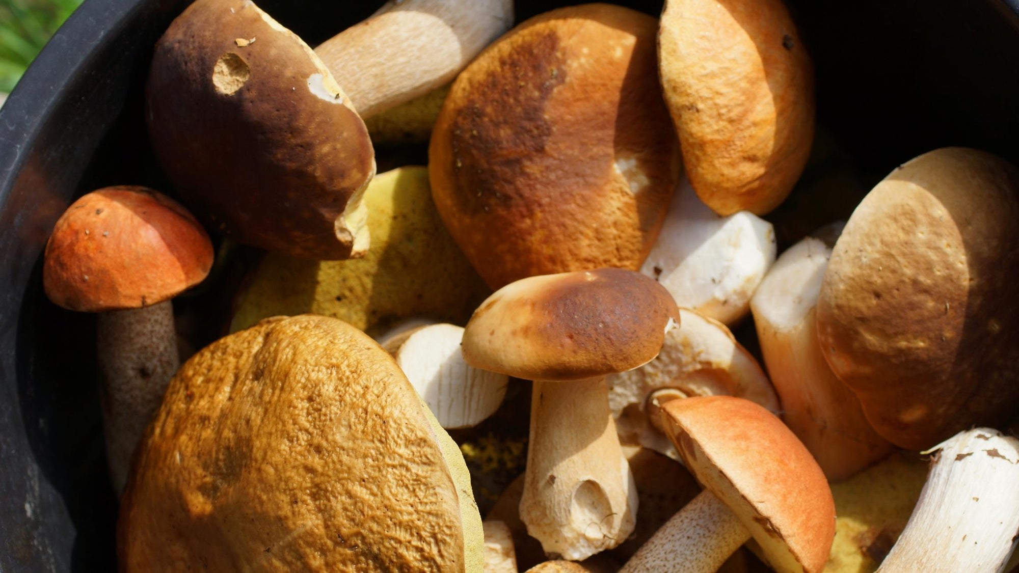 Mushrooms Highest in Ergothioneine