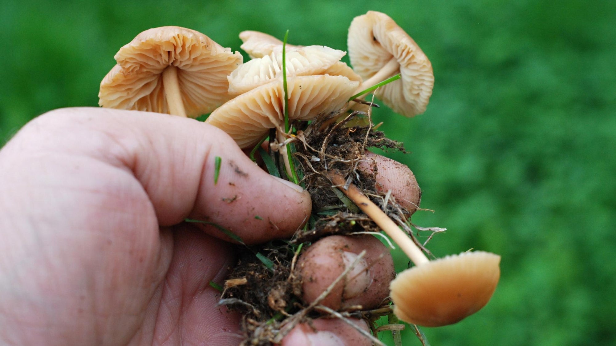 Why are Mushrooms Important to the Food Chain?