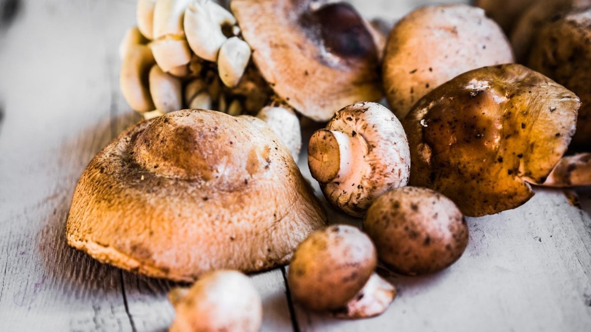 A Full Guide to Adaptogenic Mushrooms - DrinkVyu