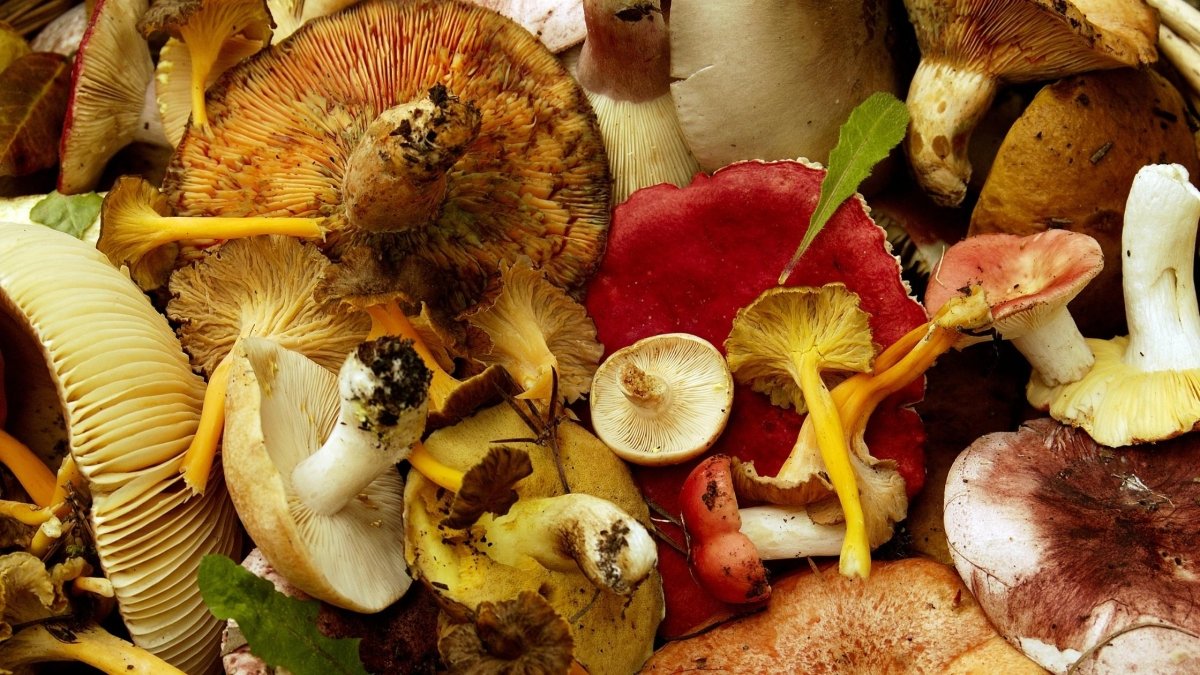 Are Mushrooms Antioxidants? - DrinkVyu