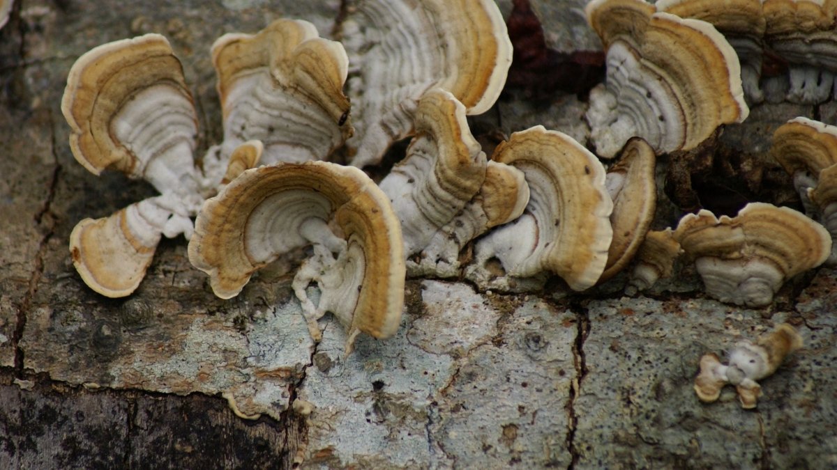 Are Mushrooms Decomposers - DrinkVyu