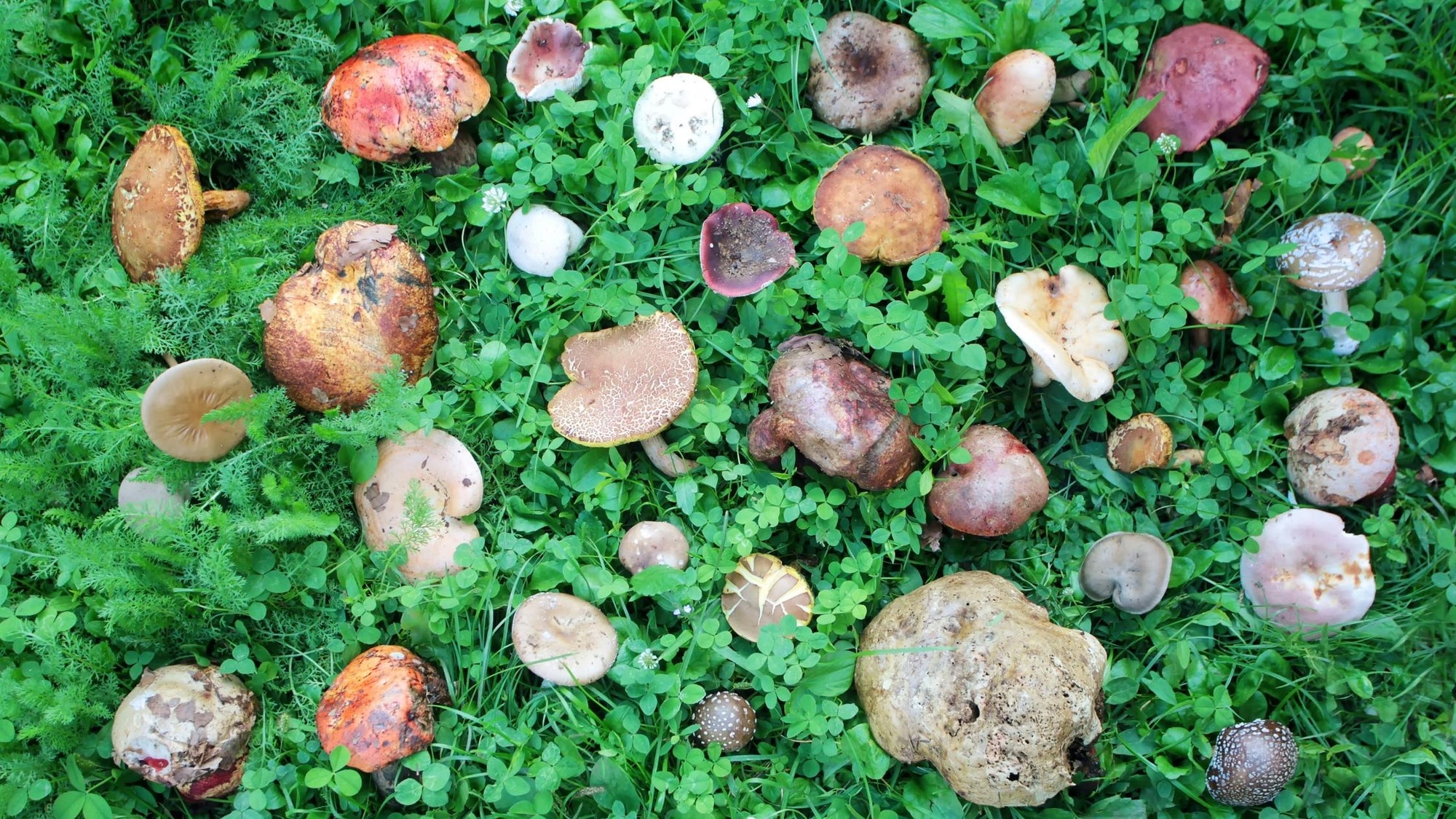 Are All Mushrooms Adaptogens?