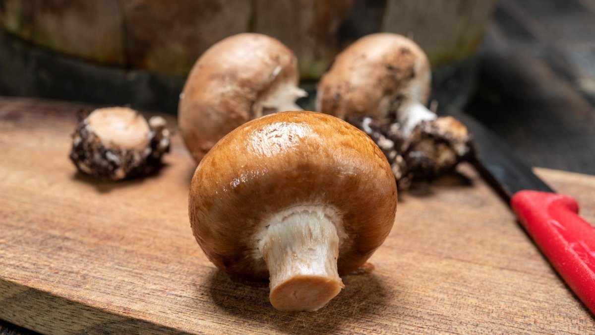 Can You Eat Mushrooms on Paleo Diet? - DrinkVyu