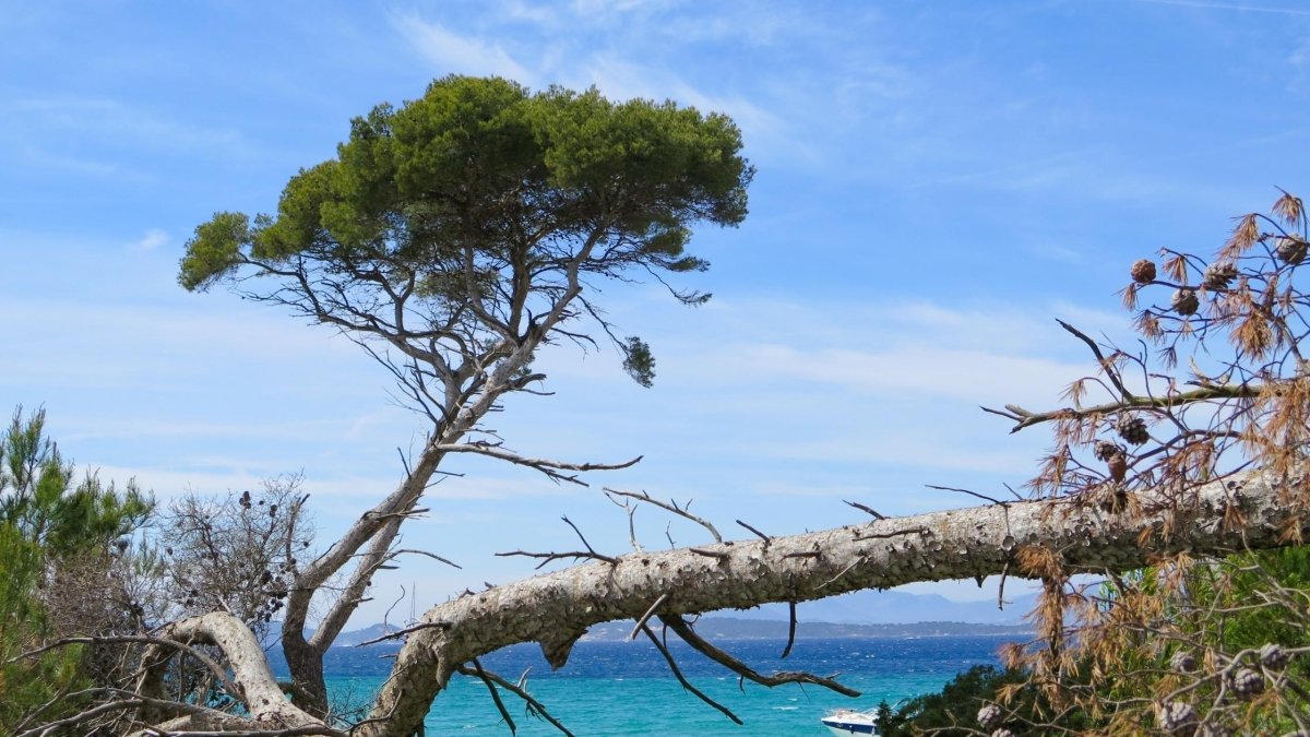 French Maritime Pine Bark Extract for ADHD - DrinkVyu