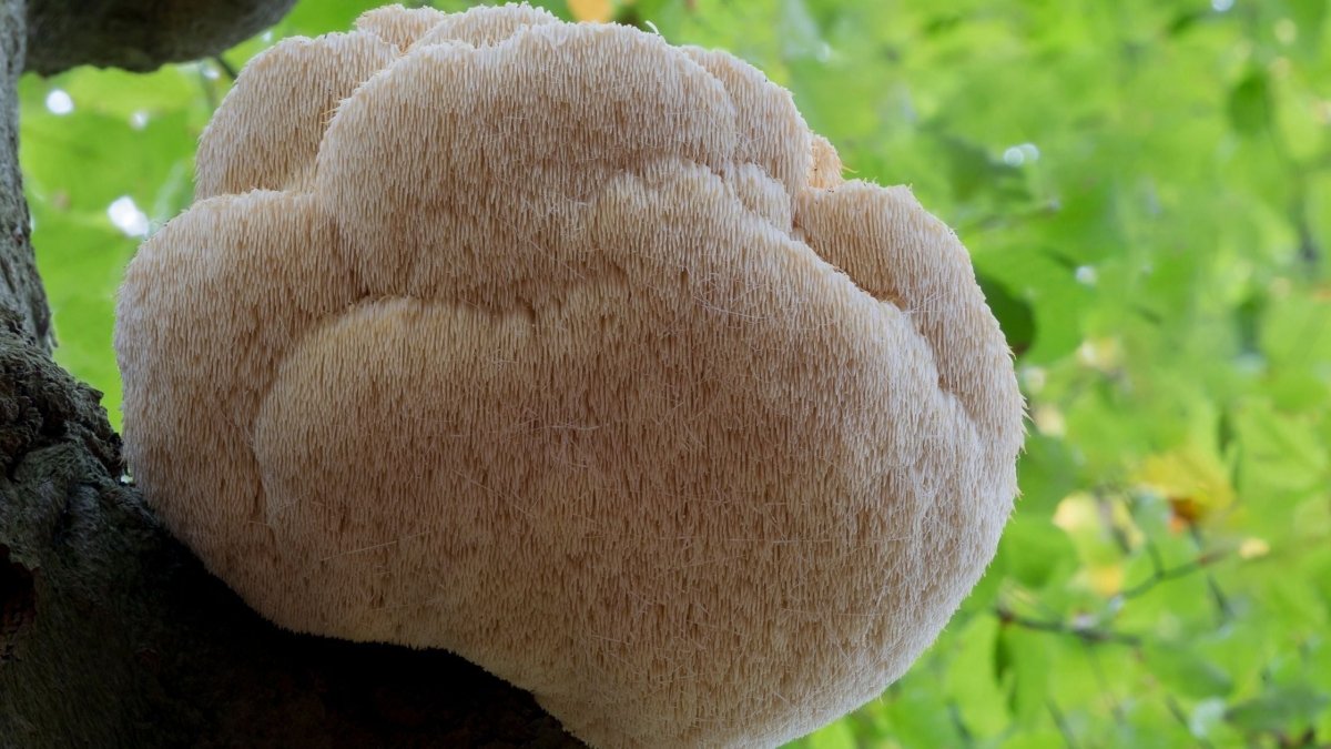 Is Lion's Mane Mushroom Psychoactive? - DrinkVyu