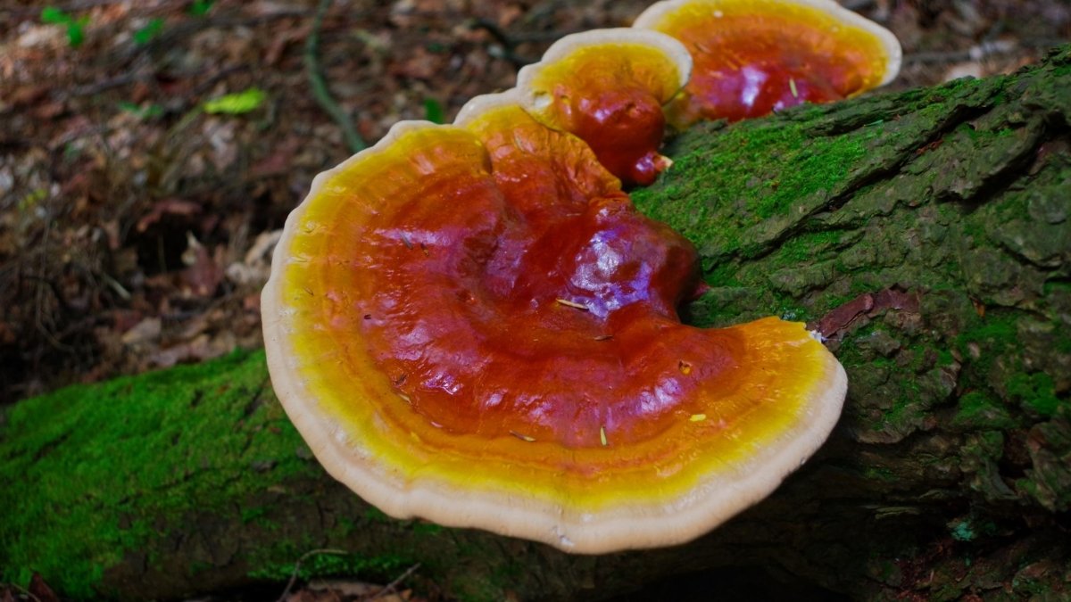 Is Reishi an Adaptogen? - DrinkVyu