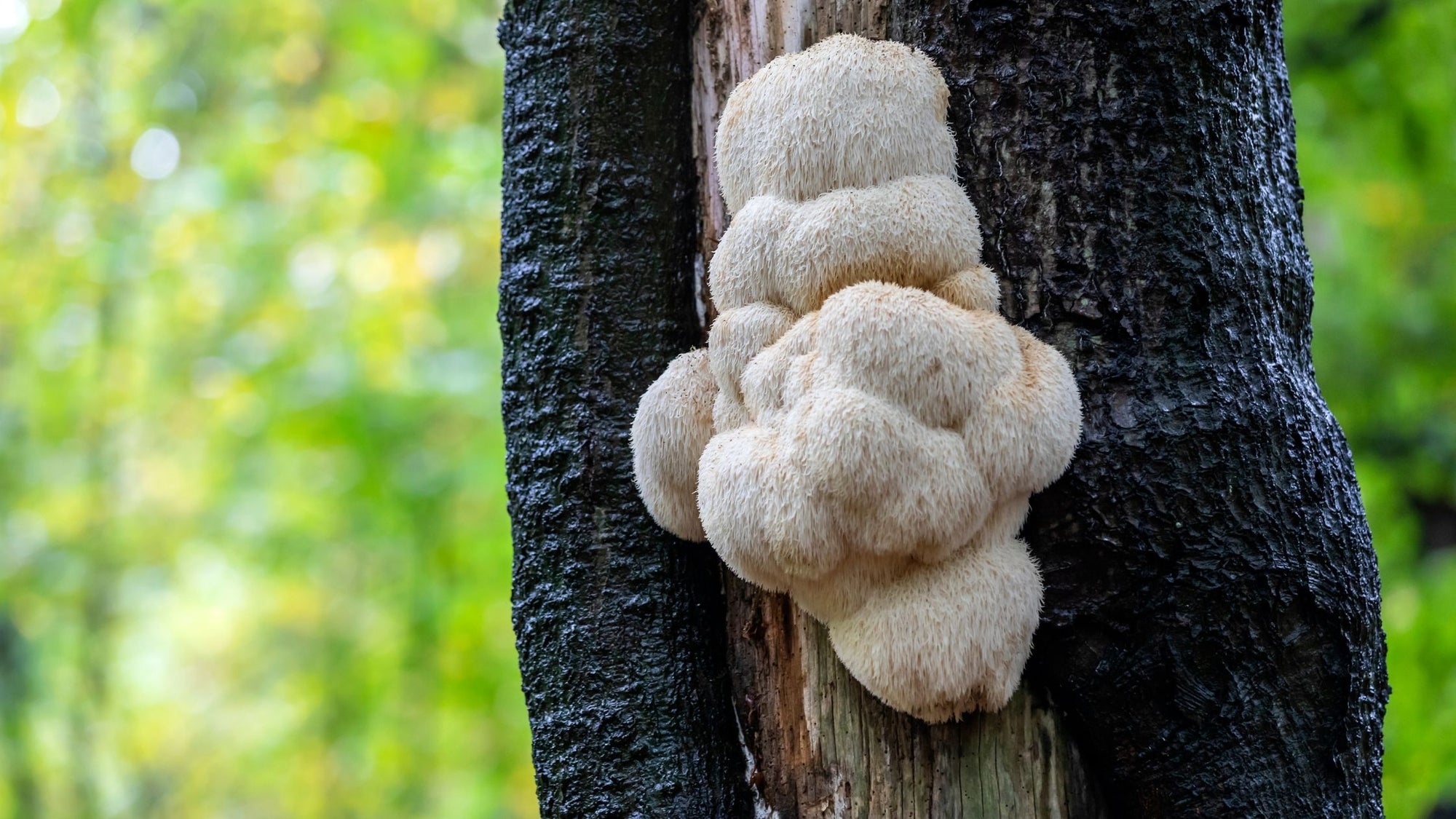 Wild lions mane mushroom growing on a tree trunk