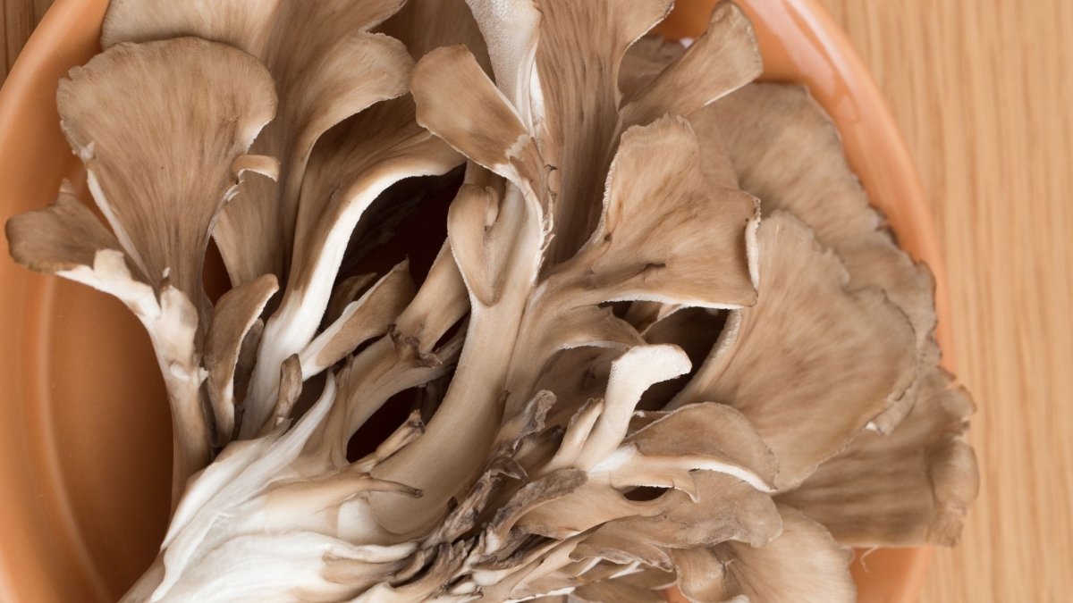 Maitake Mushroom for Weight Loss - DrinkVyu