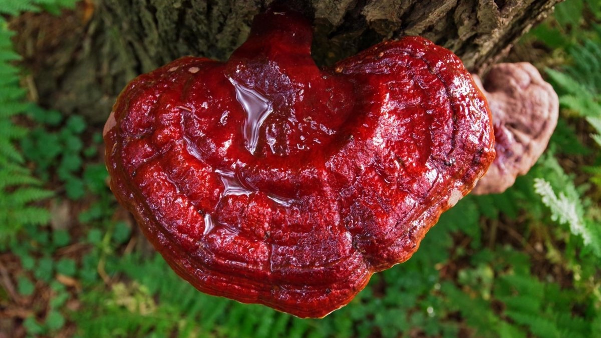 Reishi Mushroom Benefits for Autism - DrinkVyu