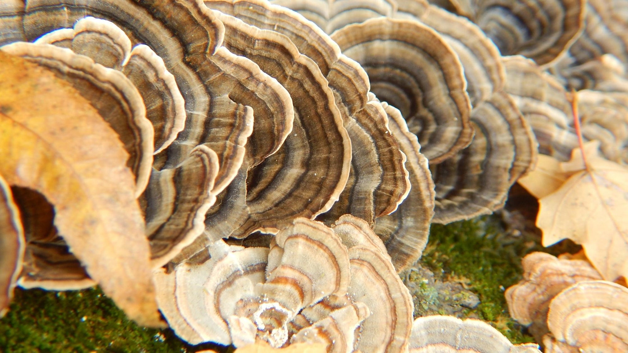 What are the Benefits of Turkey Tail Mushrooms